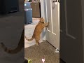 #funnycats #fyp