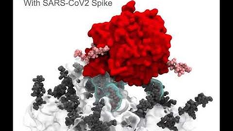 Virus-Receptor Interactions of Glycosylated SARS-CoV-2 Spike and Human ACE2 Receptor