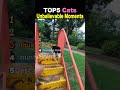 TOP5 Cats Unbelievable Moments