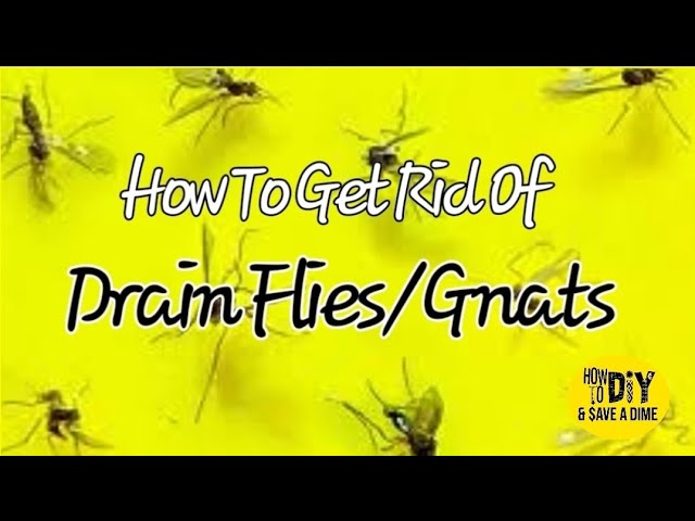 How to Get Rid of Drain Flies