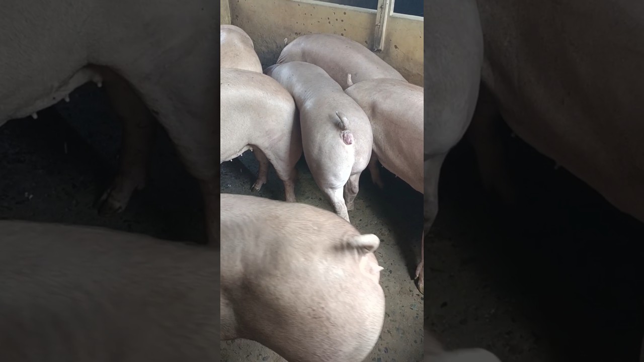 Ngày 1/10: giảm nhẹ cả 3 miền MB:53-56,MT:52-55,MN:56-58, CPMB:56, CPMN:57,5