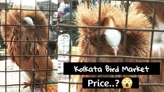 Galiff Street Bird Market In Kolkata । Pigeon Bird । Pets Vlogger by Pets Vlogger 161 views 1 year ago 1 minute, 40 seconds