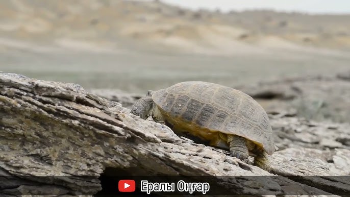 Қысқа шаштары бар жетілген әйелдер порно