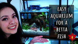 Simple, beginner friendly nano Aquarium for a colourful Betta Fish!