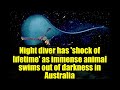 Night diver has 'shock of lifetime' as immense animal swims out of darkness in Australia