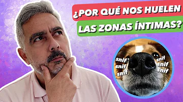 ¿Debes dejar que un perro te huela?