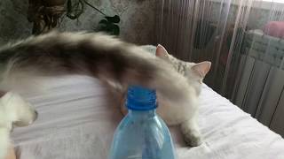 cats bottle cap challenge by Mi-mi-mi TV 459 views 4 years ago 15 seconds