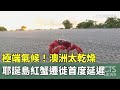 極端氣候！　澳洲太乾燥　耶誕島紅蟹遷徙首度延遲｜華視新聞 20240219