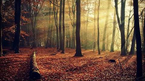 مزامير آل داوود  سورة الزمر