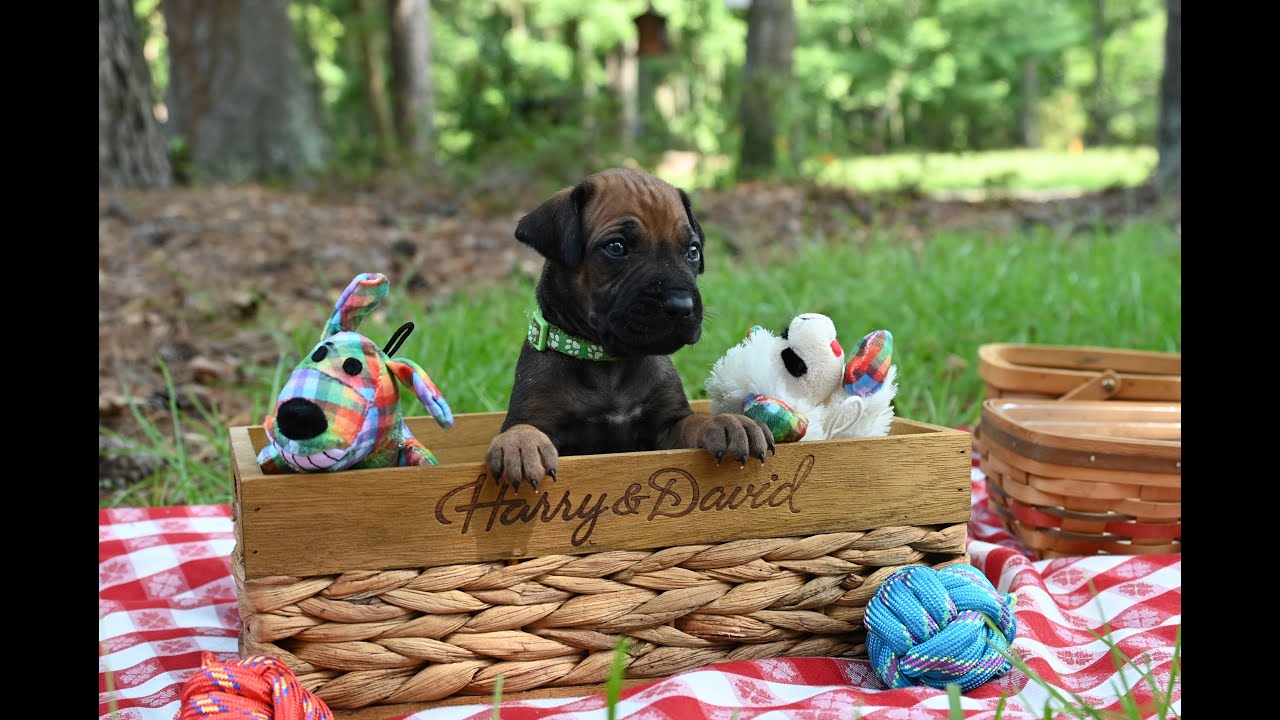 Rhodesian Ridgeback Puppy - Roxy - Found her forever home. - YouTube