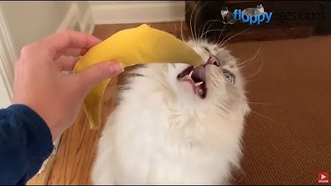 The Best Cat Toys for Your Feline Friend