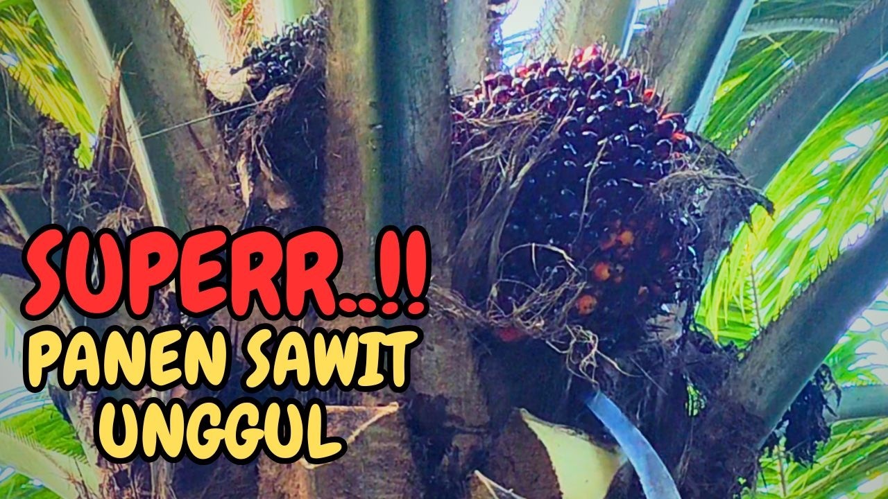 Panen Sawit Spektakuler! Hasilnya di Luar Dugaan!