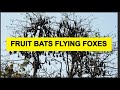 Flying foxes as a tourist attraction in Battambang