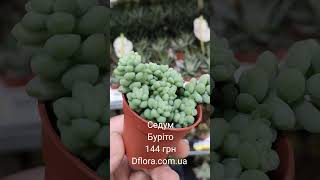 Седум Буріто Dflora.ua
