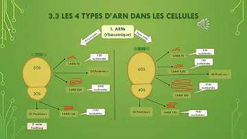 Quels sont les constituants de l'ARN ?