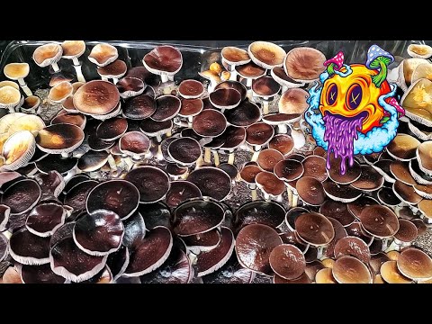 North Spore Boomr Bag Second Flush | Boomr Kit EP5