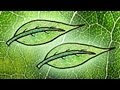 Photosynthesis and Chlorophyll Concepts