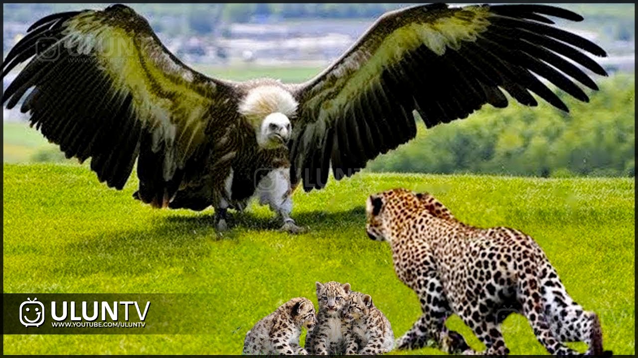 The Eagle reckless Attacks a Leopard! Here's What Happens Next || Eagle Vs Leopard Epic Battle!