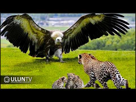 The Eagle reckless Attacks a Leopard! Here's What Happens Next || Eagle Vs Leopard Epic Battle!