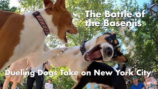 The Battle of the Basenjis: Dueling Dogs Take on New York City