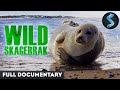 Adorable Seal Pups of the North Sea | Wildlife Documentary | Full Movie | Wild Skagerrak