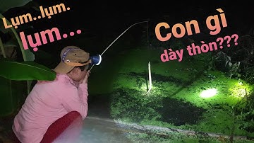 cắm câu mồi này dính lươn nhiều hơn cá. Kéo cả nhà đi săn | Săn bắt SÓC TRĂNG |