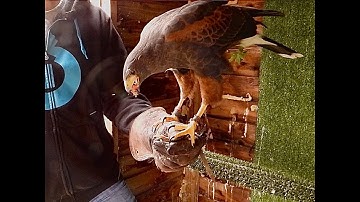 TRYING TO GET WOODY HARRIS HAWK OUT FROM MOULT