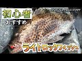 【静岡サーフ】ゴロタ浜から手軽に釣れる！？初心者おすすめライトロックフィッシュゲーム！
