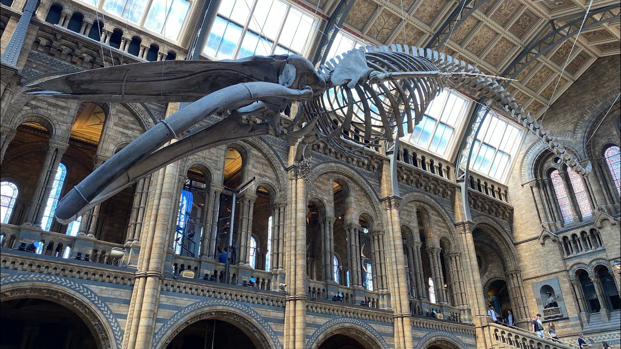 Menjelajahi Natural History Museum London Eps. 80 YouTube
