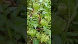Wild beauty! Physalis species (?) found in the wild. #garden #plants #nature #northeastindia
