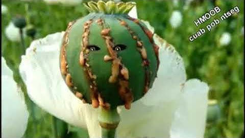 TXWV TSI PUB HMOOB HAUS YEEB