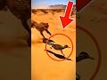 3 ANIMALI più VELOCI del VENTO‼️🌪️ #top3 #facts #animali #shorts