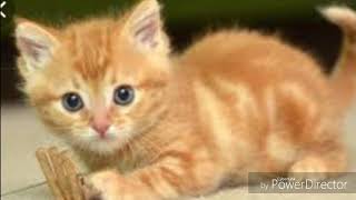 Video kucing lucu 30 detik