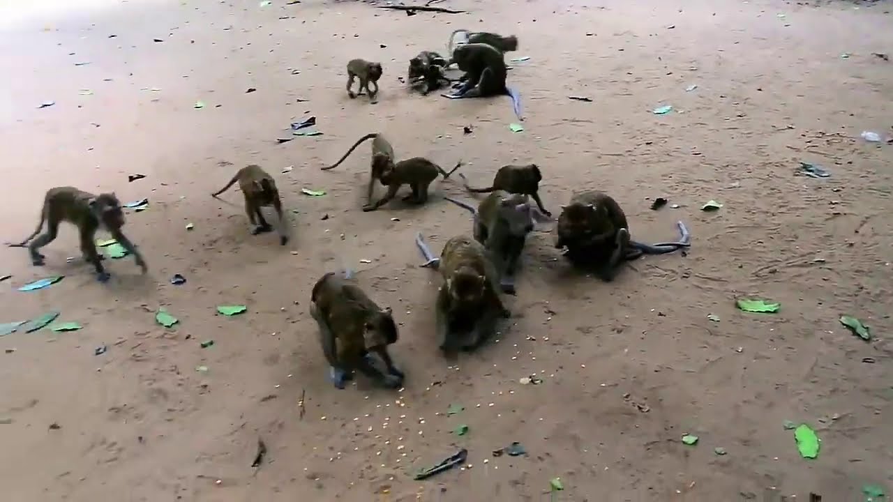 HUTAN KERA NEPA - YouTube