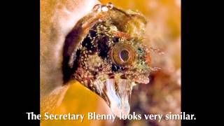 Secretary and Spinyhead Blennies from Blennywatcher.com