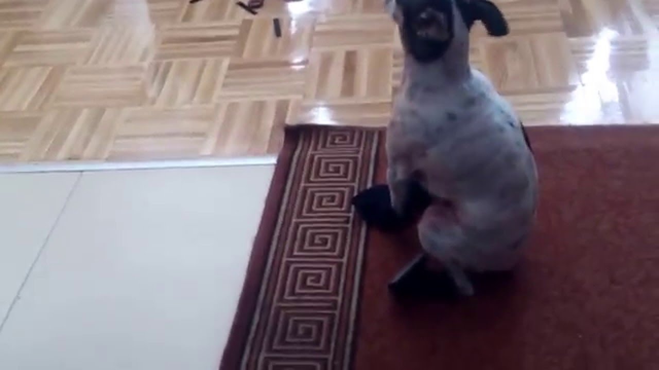 Funny dog 