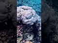 Underwater Sound Memories | The Great Barrier Reef Diving Experience 🇦🇺
