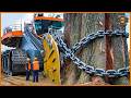 Amazing Fast Stump Removal Excavator Is So Satisfy, Stump Grinding Machines &amp; Wood Crusher Working