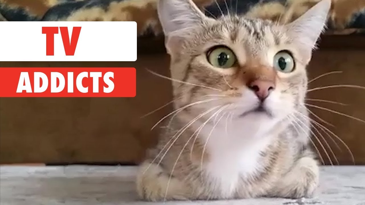 funny cats sleeping in weird positions compilation 2014 funnyplox TV Addicts