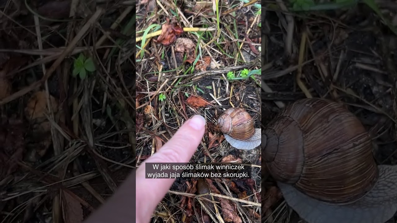 Ślimak winniczek. Mało kto wie, że pomaga walczyć z plagą ślimaka bez skorupy