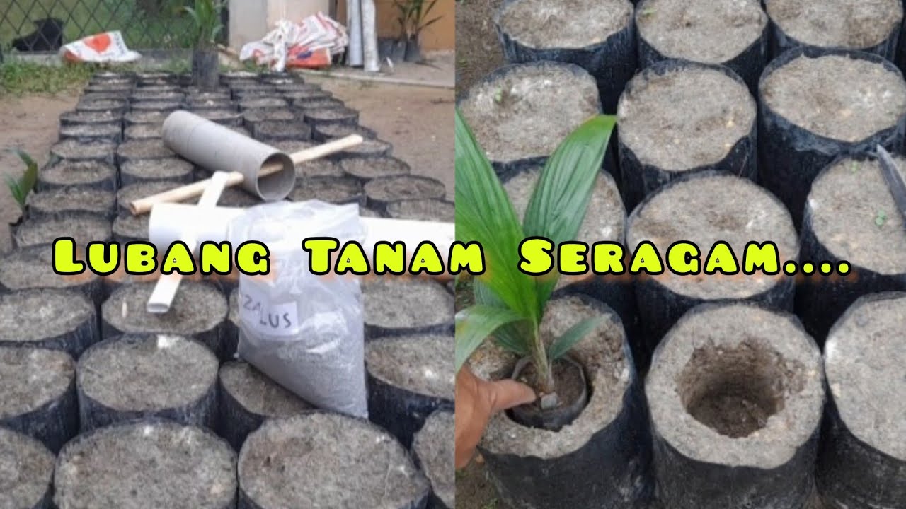 Cara Membuat Alat Lubang Tanam Bibit Sawit Polybag Besar