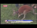 News 5 at 6 - Hedrick's Petting Zoo, Nebraska State Fair / August 27, 2014