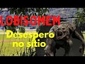 Lobisomem, desespero no sítio.