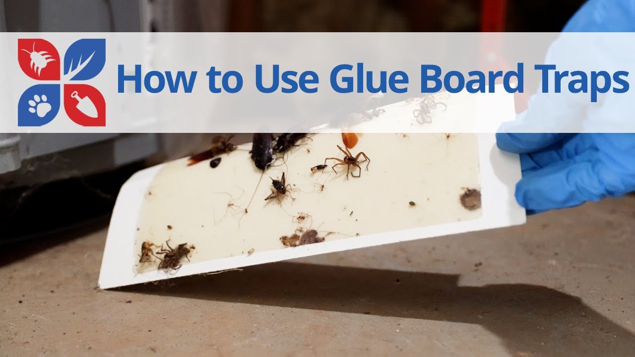 Glueboard Traps Explained: How to Catch Rodents, Roaches & More