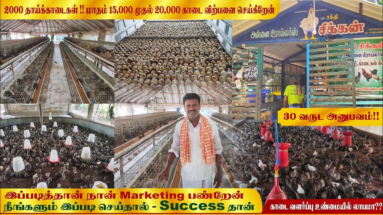 காடை வளர்ப்பில் நான் செய்த Strategy - இது தான்!! | இவ்வளவு லாபம் எடுக்கலாமா?? #quailfarm #kaadai