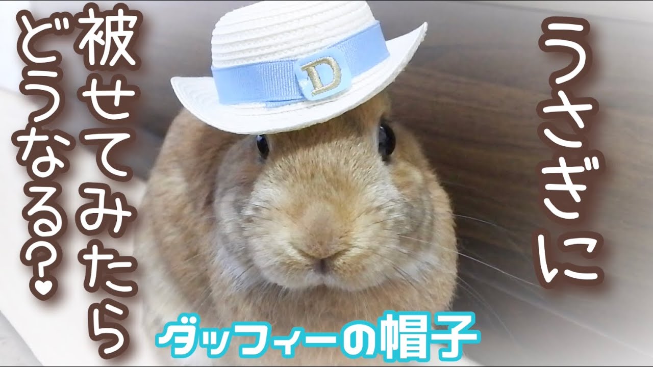 うさぎにディズニー ダッフィーの帽子を被せたらどうなる Youtube