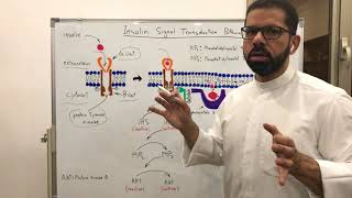 آلية عمل الانسلين في الخلية Insulin signal transduction pathway