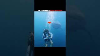 The Sudden Appearance of a Whale Shark