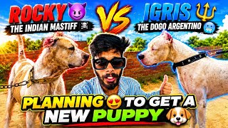 Igris🔱The Dogo Argentino🥶meets real Pakistani bully🥵New puppy🐶coming😍soon🤗