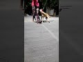 Playing with dog